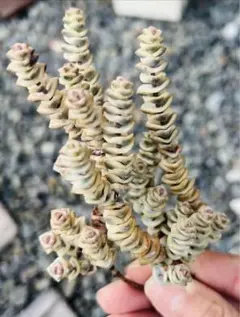 ひろ様 ご専用　值引70円　リクエスト 2点 まとめ商品