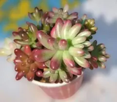 2026年最新】虹の玉の人気アイテム - メルカリ