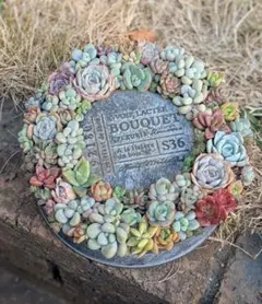 つぶつぶ寄せ　ブリキ缶リース　寄せ植え　多肉植物