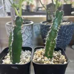 2026年最新】ムランジーナの人気アイテム - メルカリ