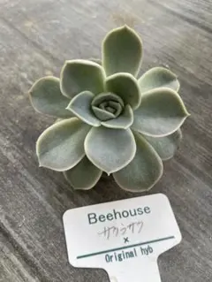 bee house サクラサク　カット苗　命名苗のサムネイル