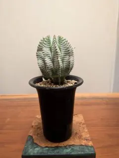 ユーフォルビア ホリダ 塊根植物 コーデックス