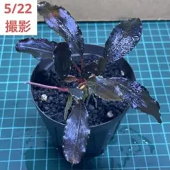 Bucephalandra cv.AL-Hyb.011 - メルカリ