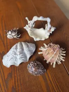 貝殻　インテリア　ホシタカラガイ　ショウジョウガイ　天狗貝　サンゴ　シャコガイ