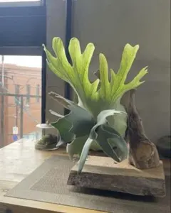 P.willinckii Calm sporeling - メルカリ