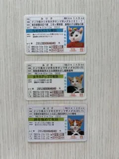 なめ猫　免許証　みけ子　3枚　不良猫　なめんなよ