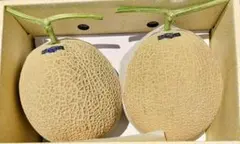 高知産 温室マスクメロン 2玉入 5，3Kg（箱込み）○秀品 北海道沖縄