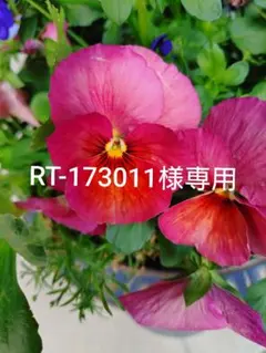 CHANEL　レキャトルオンブル　RT-173011様専用