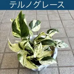 ポトス 観葉植物 室内グリーン テルノシリーズ テルノワールド 斑入り
