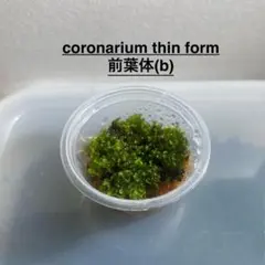 goul4711様 リクエスト 2点 まとめ商品