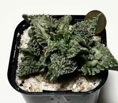 メルカリ便発送☆ロウルサンコさんオリジナル苗 フォーカリア属 鳳凰乱舞 2025年最新】フォーカリアの人気アイテム - メルカリ