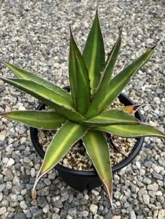 専用アガベ　アメリカーナ　三光斑　縞斑　カキコ アガベ アメリカーナ 縞斑 カキコ 키나코 ₍ᐞ•༝•ᐞ₎◞ ̑̑様専用 - メルカリ