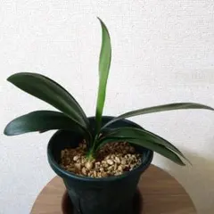 2025年最新】君子蘭 苗の人気アイテム - メルカリ