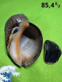 貝殻標本(沖縄の青い海の宝)オハグロガイ➁蓋付 - メルカリ