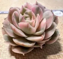 な*つ様 36118新入荷　オンスロー錦　エケベリア　多肉植物　撮影2月23日
