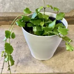 観葉植物　ホヤ　エンダウエンシスのサムネイル