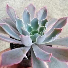 フリル系エケベリア♥ネオンブレーカーズ♥抜き苗