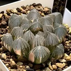 ハオルチア 玉扇 4株 【匿名発送】【メルカリ便】 - メルカリ