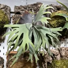P.hilli Rod Pattison spore grown - メルカリ