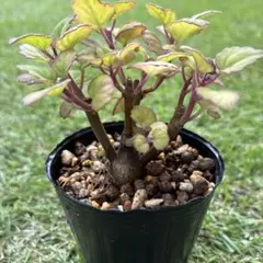 2026年最新】観葉植物の人気アイテム - メルカリ