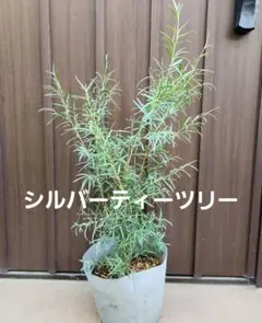 ジュニペルス ヤングスタウン 匍匐性コニファー - メルカリ
