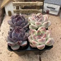 eme…*⌘*さま専用　速達料金入りプラグ苗4苗セット　エケベリア　韓国苗