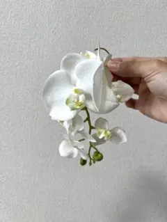 호접란 이어 커프