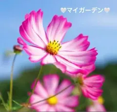 sako様 リクエスト 4点 まとめ商品