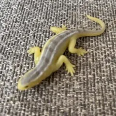 イグアナアンドコミニニワカナヘビ