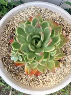 多肉植物　韓国苗　エケベリア　ガルシア　群生　抜き苗のサムネイル