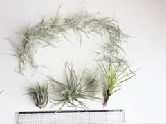 ティランジア　エアプランツ　スパニッシュモスセットのサムネイル