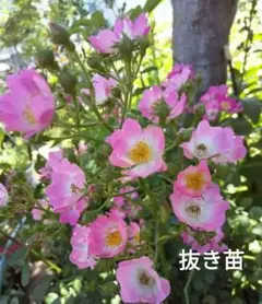 nigauri様 リクエスト 2点 まとめ商品