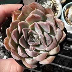 mog ·͜· ꕤ︎︎様 リクエスト 2点 まとめ商品