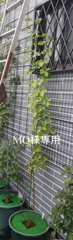 MO様専用です。他の方は購入できません。