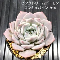 ピンクドリームデーモンコンキュバイン 914 エケベリア 多肉植物 抜き苗