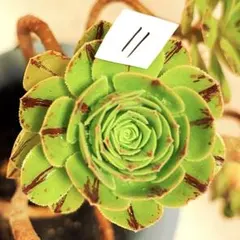 18#観葉植物 アエオニウム錦❤️グリ一ンファイア一錦❤️碧火❤1頭9cm