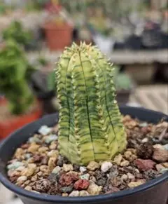 多肉植物 エケベリア 見元園芸さん苗 ボタベリア 命名種 竜王 NEW BOTAVERIA 【竜王】 お待たせいたしました！ いや、お待たせし過ぎ