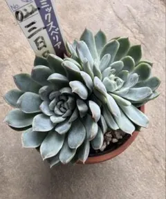 2025年最新】ミックスベリア 三日月の人気アイテム - メルカリ