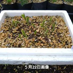 山野草 飯田柄ヤマシャクヤク 実生1年35ポット入り3ケース発送困難