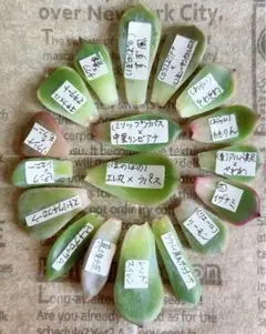 2026年最新】ぼのぼのさん苗の人気アイテム - メルカリ
