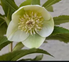 2025年最新】大木ナーサリーの人気アイテム - メルカリ