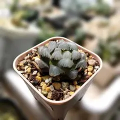 ハオルチア　オブツーサ錦　氷灯錦　78