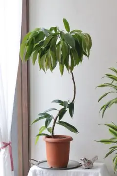 現品］1番 フィカス アムステルダムキング 曲がり 8号 観葉植物 大型