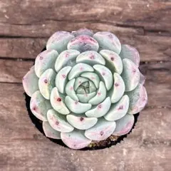 haru__様 リクエスト 3点 まとめ商品