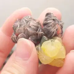 【特価】ハオルチア　オブツーサ錦　極上斑　3株セット