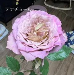 2026年最新】バラ苗 切花の人気アイテム - メルカリ