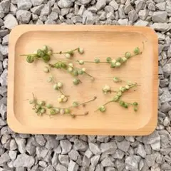 多肉植物　斑入りグリーンネックレス【カット苗】