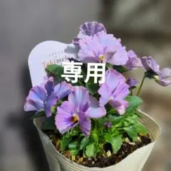 むー୨୧様専用、ときめきビオラ❤️ トワイライトヴェール❤️②