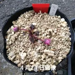山野草 色丹島固有種 カタオカソウ 15F - メルカリ