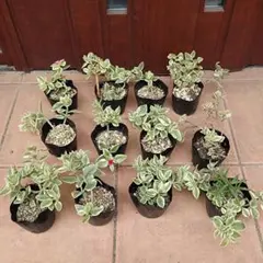 多肉植物 アロマティカス子苗＆ベビーサンローズ斑入りセット 抜き苗